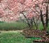 Fiori33